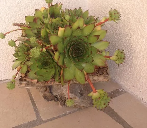 Bella Vista Apartmán